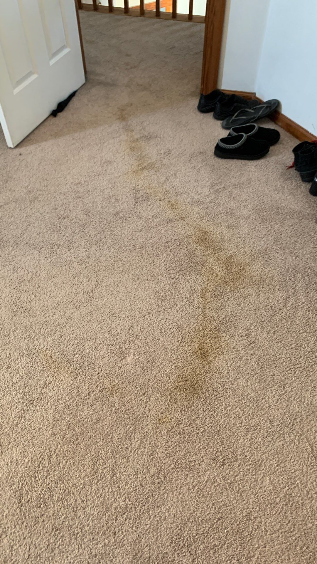 %Inlet Carpet Care%